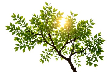 Fototapeta premium Sunlight filtering through the green leaves of a tree, creating a natural and refreshing scene. The light creates a bright and lively atmosphere 