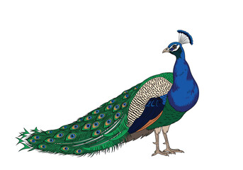 Fototapeta premium Beautiful peacock standing proudly with its long train spread out