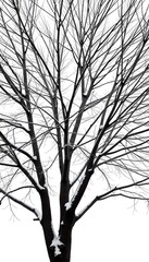 Fototapeta premium A stark winter scene of a tree's intricate branches set against a monochromatic backdrop