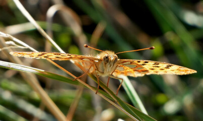a detailed front view of a fritillary butterfly (argyronoma paphia) perched on a blade of grass