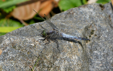 a large blue emperor dragonfly (anax imperator) resting on a gray stone next to a body of water