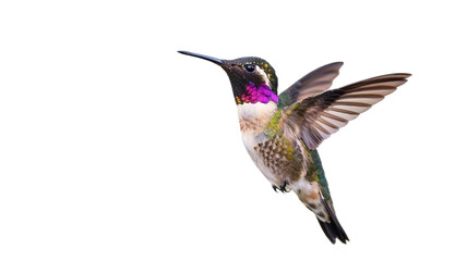 A male costa s hummingbird with iridescent purple gorget and crown hovers in mid air with wings spread in flight isolated on transparent background