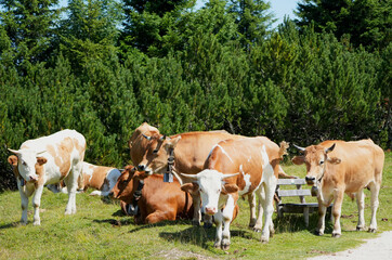 Obraz premium a group of happy cows grazing in a lush green pasture on a sunny day