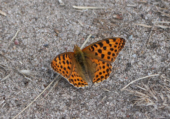 an orange fritillary butterfly (argyronoma paphia) with brown spots sitting on sandy soil