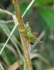 a roesel's bush-cricket (metrioptera roeselii) with green coloring perched on a plant stem