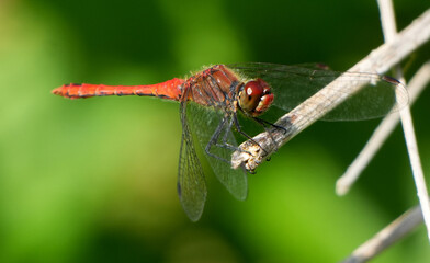 a red dragonfly with delicate transparent wings perched on a dry branch