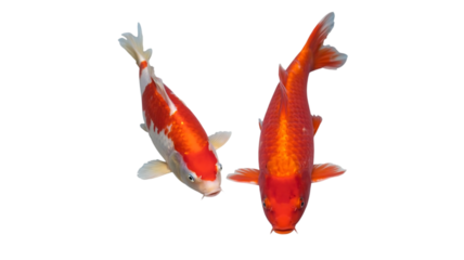 Two vibrant orange and white koi fish swimming gracefully together in a top down view isolated on transparent background