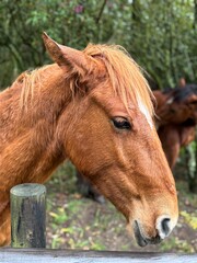 Caballo colorado frente a la cámara