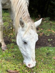 Caballo blanco comiendo