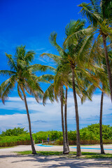 Tropical palms on the beach Miami backgrounds and prints