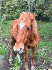 Caballo colorado mirando la camara
