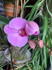 Beautiful pink orchids in a pot on the windowsill