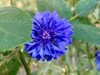 Blue cornflower (Centaurea cyanus) in the garden
