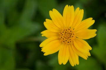 yellow flower in the garden