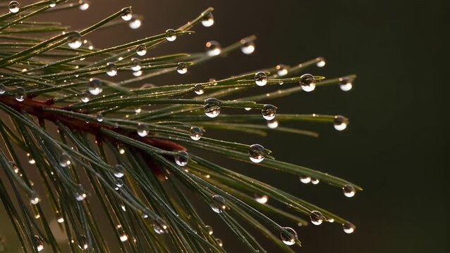 Pine needle dewdrop water droplet morning reflection green dew drops cling to pine needles dawn delicate reflections sparkle creating peaceful