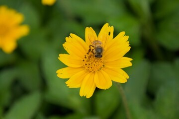 bee on yellow flower
