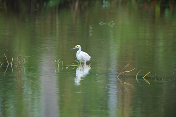 great egret wading through shallow water with catching a fish at wetland.