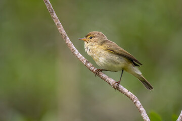 Chiffchaff perched on a branch, close up, united kingdom, summer time
