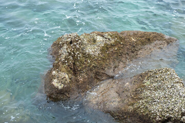 Rock covered with barnacles in clear ocean water at the shore