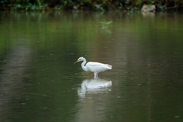 great egret wading through shallow water with catching a fish at wetland.