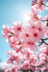 Obraz premium pink cherry blossom on white