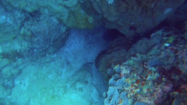 Diving swimming down into water underwater ocean sea salt world to golden brown colors various coral of Acropora and Montipora and close up to a Crown-of-thorns starfish during good weather sunshine