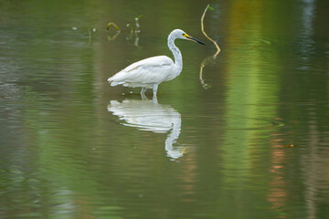 Naklejka premium great egret wading through shallow water with catching a fish at wetland.