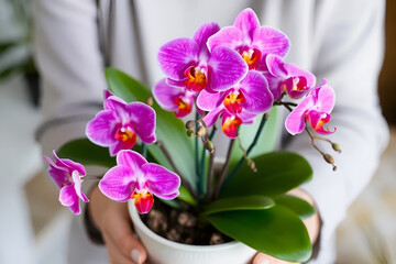 Pink orchids in a pot, held by hands, Generative AI