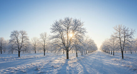 Stunning winter orchard scene with sunbeams piercing frosted trees and a snow-covered path