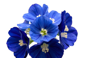 blue and navy blue hortensia flowers pressed dried light blue background, Generative AI