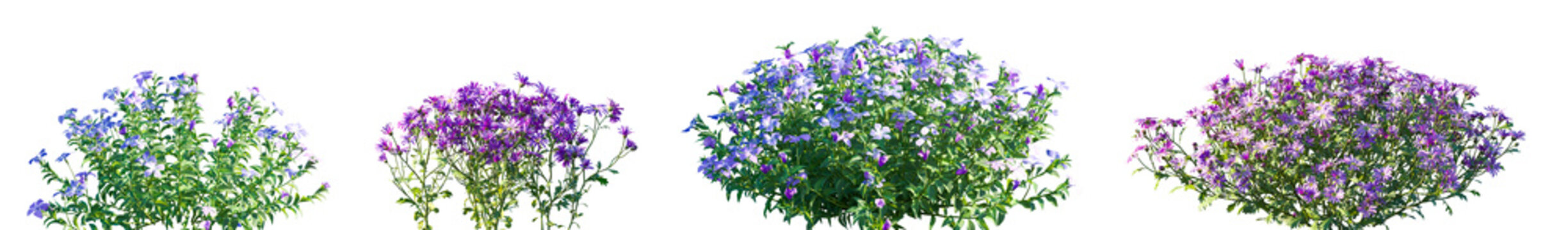 Set of Vinca minor and Brachyscome angustifolia isolated png on a transparent background perfectly cutout high resolution	