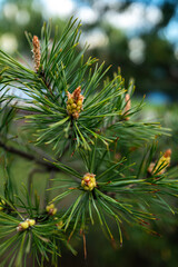 Evergreen fir or spruce growing in nature, natural background for seasonal calendars