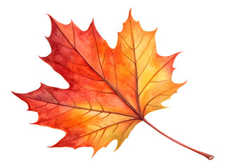Obraz premium Vibrant autumn maple leaf showcases stunning fall colors with detailed veins, perfect for seasonal designs, Isolated on white background.