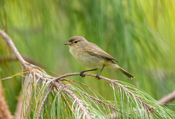 Chiffchaff perched on a branch, close up, united kingdom, summer time