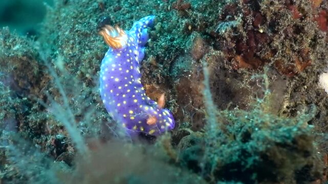 hypselodoris roo