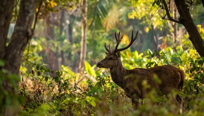 A reddish-brown deer with large antlers stands amidst lush, green foliage in a sun-drenched forest.