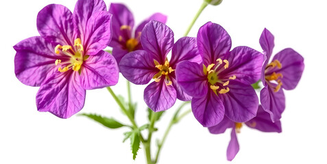 pink and purple cosmos flower in white background, Generative AI