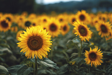 Fototapeta premium Vibrant sunflowers in a field at sunset a summer scene of nature