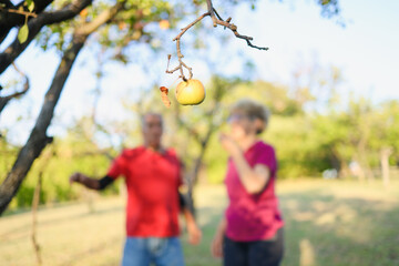 An unpicked apple from hanging from a branch with a mother and her elderly son standing in the background.