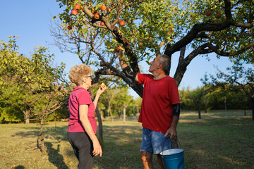 Elderly people picking apples from tree, man holding bucket and reaching for some apples. Sunny day at the orchard.