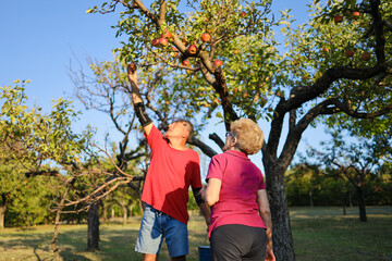 Elderly son picking apples for his mother.