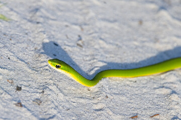 An adorable rough green snake (Opheodrys aestivus) in Oscar Scherer State Park, Florida. Check species ID with an expert if accuracy is important to your project.