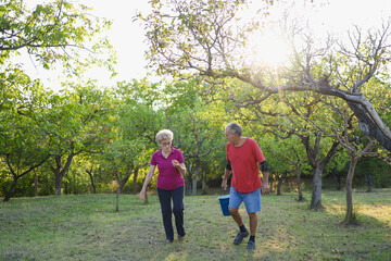 Family picking up apples in the orchard.