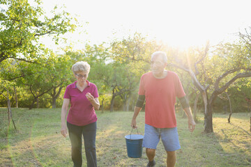 Elderly people picking apples from tree, man holding bucket and reaching for apples. Sunny day at the orchard.