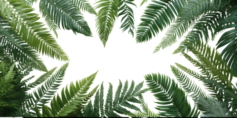 Framing Fern: An artful arrangement of fresh, vibrant ferns creates a natural frame, presenting a refreshing and organic touch in the natural backdrop. 