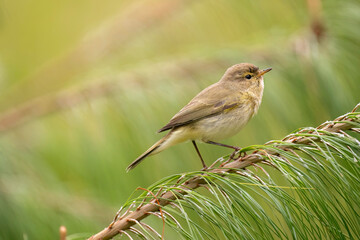 Obraz premium Chiffchaff perched on a branch, close up, summer