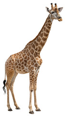 Obraz premium A majestic wild giraffe with a long neck and brown spots stands isolated on a white background