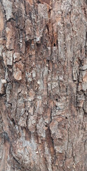 Close-up of Tree Bark Texture