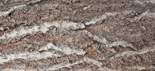 Close-up of natural tree bark texture