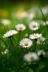 White daisies in a green meadow under bright sunlight.